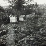 Пасека Баландиных в Борзово. Лето 1969 г.